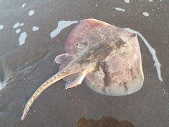 Smallnose Fanskate photo 2