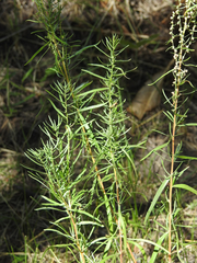 Artemisia dracunculus