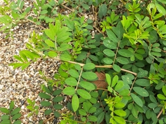 Indigofera spicata