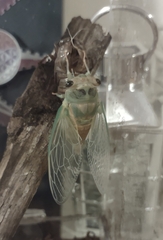 Neotibicen pruinosus
