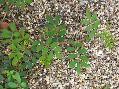 Indigofera spicata