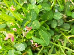 Alysicarpus ovalifolius