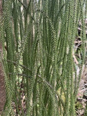 Dacrydium cupressinum