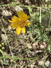 Xanthisma spinulosum