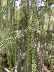 Dacrydium cupressinum