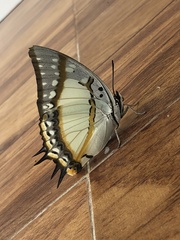 Polyura