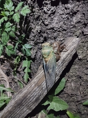 Neotibicen pruinosus