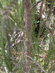 Dacrydium cupressinum