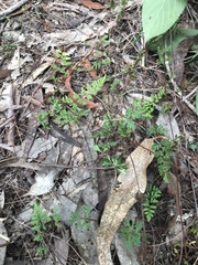 Cheilanthes sieberi sieberi