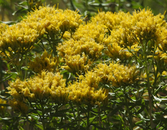 Chrysothamnus viscidiflorus