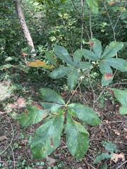 Aesculus sylvatica