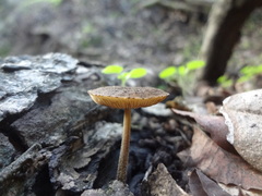 Pluteus jaffuelii