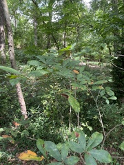 Aesculus sylvatica