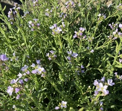 Cakile maritima