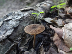 Pluteus jaffuelii