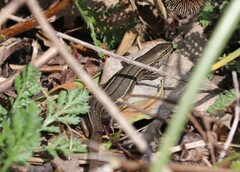 Pseudemoia pagenstecheri