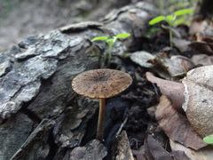Pluteus jaffuelii