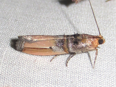 Dasypyga alternosquamella