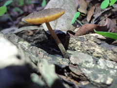 Pluteus jaffuelii