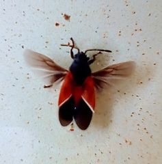 Melanopleurus belfragei