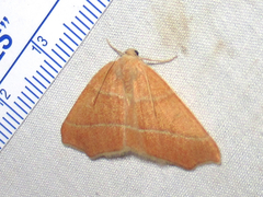 Destutia excelsa