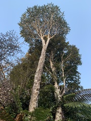 Pseudopanax crassifolius