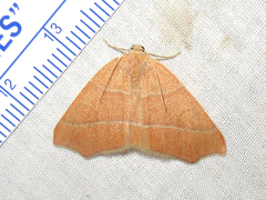 Destutia excelsa