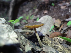 Pluteus jaffuelii