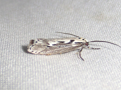 Ethmia discostrigella