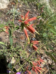 Castilleja tenuiflora