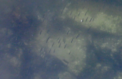 Cymatogaster aggregata