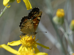 Phyciodes picta