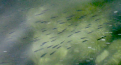 Cymatogaster aggregata