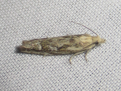 Eucosma viridis