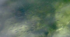 Cymatogaster aggregata