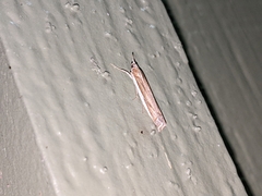 Crambus