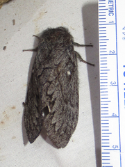 Gloveria arizonensis