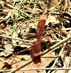 Neurothemis ramburii