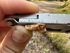 Pycnoporellus alboluteus