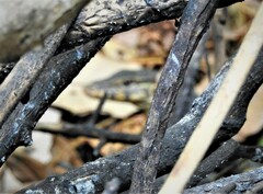 Varanus salvator bivittatus