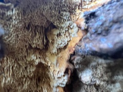 Pycnoporellus alboluteus