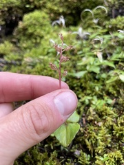 Neottia cordata