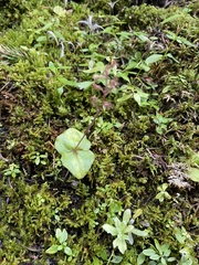 Neottia cordata