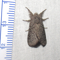 Hypopacha grisea