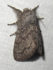 Hypopacha grisea