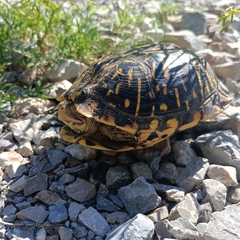 Terrapene ornata