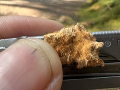 Pycnoporellus alboluteus