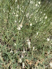 Dalea albiflora
