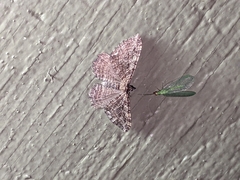 Rheumaptera meadii