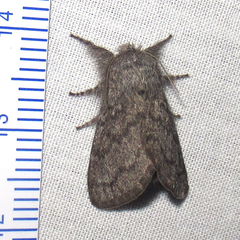 Hypopacha grisea